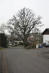 Eiche Am Giebelrainer Weg In Weyhers 01 Aus Nördlicher Richtung Gesehen