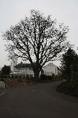 Eiche Am Giebelrainer Weg In Weyhers 02 Aus Östlicher Richtung