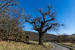 Eiche Am Steinkreuz Katzenbach
