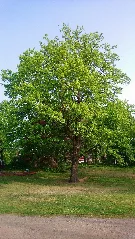 Eiche Hauckwald Alzenau
