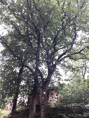 Eiche Haus Philippi