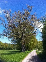 Eiche Kuhtrift