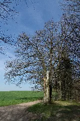 Eiche Kusel Rlp Nd 7336 386