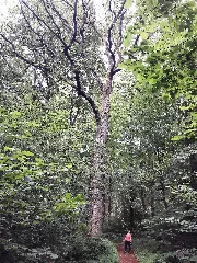 Eiche Reiherswald