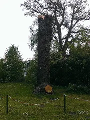 Eichenstamm Kleingarten Amwaldsaum