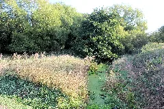 Einsdorf (Allstedt), Die Rohne