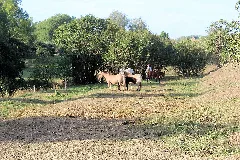 Einsdorf (Allstedt), Pferde 1