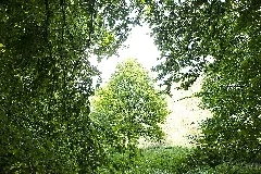 Einzelner Baum In Der Großen Bree