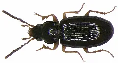 Elaphropus Parvulus (Dejean, 1831) (2904416852)