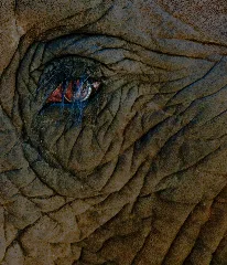 Elephant Eye (5465720413)