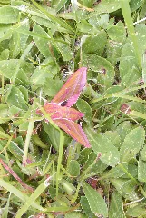Elephant Hawk Moth.mittlerer Weinschwaermer 1
