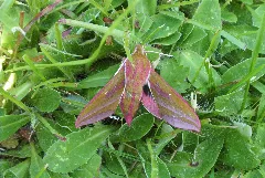 Elephant Hawk Moth.mittlerer Weinschwaermer 2