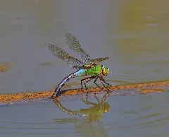 Emperor Dragonfly
