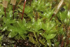 Encalypta Vulgaris (B, 153409 482655) 3392