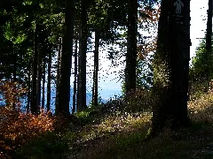 Enchanted Forest Panoramio