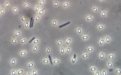 Endospore Bazillus