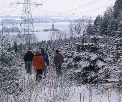 Energietrasse Mit Weihnachtsbäumen