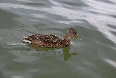 Ente Wallersee 2008
