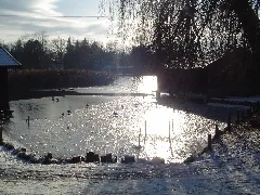 Enten Beim Eis Laufen Panoramio