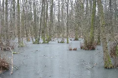 Entenpfuhl Kleinblittersdorf