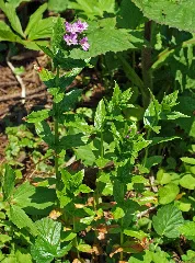 Epilobium Alpestre 1