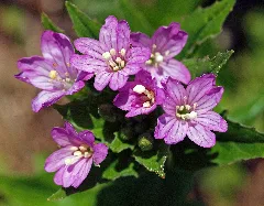 Epilobium Alpestre 2