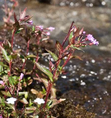 Epilobium Alsinifolium