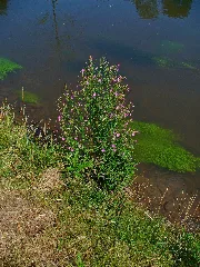 Epilobium Montanum 001
