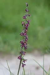 Epipactis Atrorubens (Höhfeldplatte)