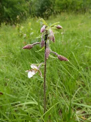 Epipactis Palustris 06