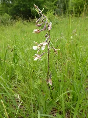 Epipactis Palustris 08