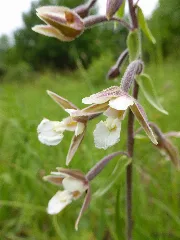 Epipactis Palustris 09
