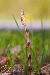 Equisetum Arvense Michad