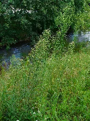 Erigeron Canadensis 001
