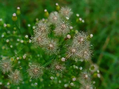 Erigeron Canadensis 004