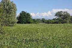 Eriskircher Ried 045