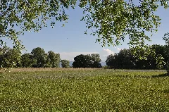 Eriskircher Ried 062
