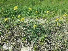 Erucastrum Nasturtiifolium Sl3