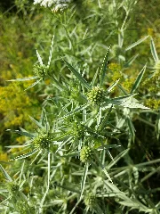 Eryngium Campestre Sl1