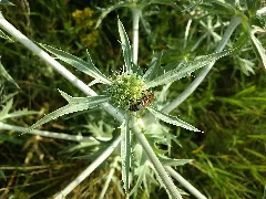 Eryngium Campestre Sl2