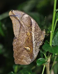 Eryphanis Automedon Qtl1