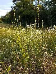 Erysimum Virgatum Sl24