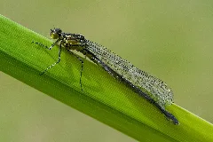 Erythromma Najas 1(Loz)