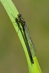 Erythromma Najas 2(Loz)
