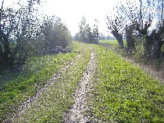 Etzleben Mühlweg Kopfweiden Im Unstrutried Panoramio