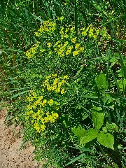 Euphorbia Cyparissias 001