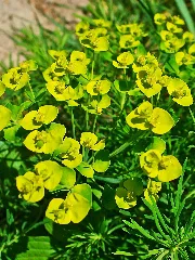 Euphorbia Cyparissias 002