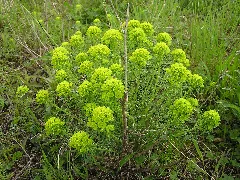 Euphorbia Cyparissias Mde