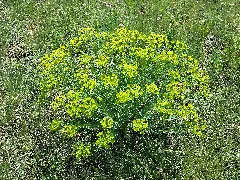 Euphorbia Seguieriana Sl4