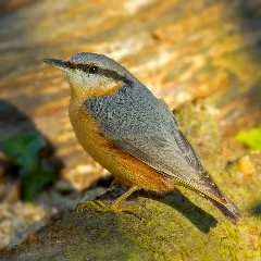 Eurasian Nuthatch